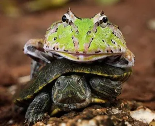 🐢 grenouille, tortue, animaux, reptiles, nature whatsapp sticker