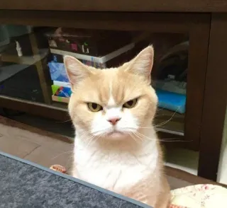 😤 cat, grumpy cat, animal, pet, feline, serious telegram sticker