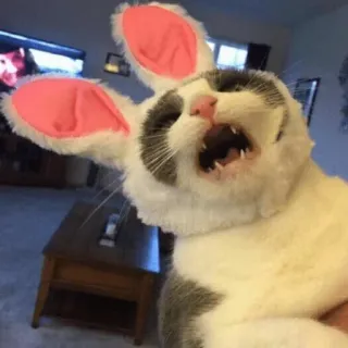 😄 Katze, Hasenohren, Tier, Haustier, süß, lustig telegram sticker