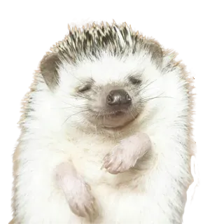 😌 hedgehog, animal, cute, white, happy telegram sticker