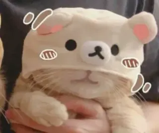 ❤️ chat, animal, ours, mignon, animal de compagnie, kawaii whatsapp sticker