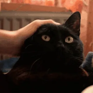 🐈‍⬛ mèo, thú cưng, động vật, mèo đen, dễ thương, vật nuôi telegram sticker