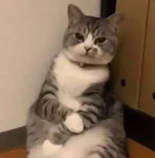 🥲 猫, 動物, 座る, 面白い telegram sticker