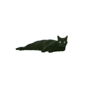 😺 แมว, แมวดำ, สัตว์, สัตว์เลี้ยง, สัตว์ตระกูลแมว, สัตว์เลี้ยงในบ้าน telegram sticker