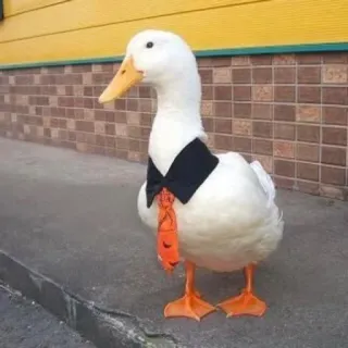 👔 duck, suit, tie, animal, cute, formal whatsapp sticker