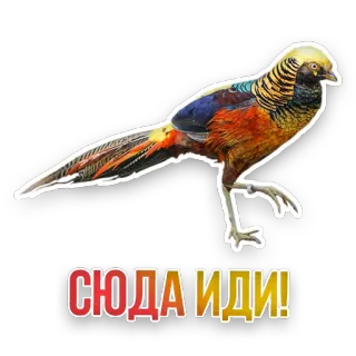 👊 СЮДА ИДИ! bird, pheasant, golden pheasant, animal, nature, russian, go here telegram sticker
