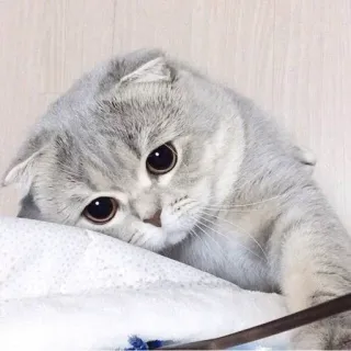 😔 telegram sticker
