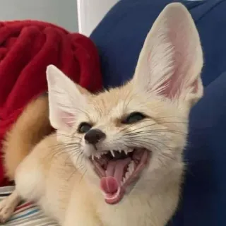 🦊 whatsapp sticker