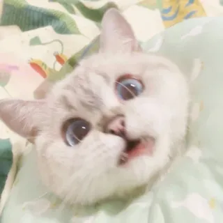 🐱 cat, animal, cute, pet, kitten, domestic cat whatsapp sticker