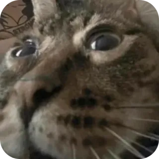 😨 gatto, animale domestico, animale, gatto domestico, felino telegram sticker