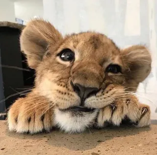 🦁 cachorro de león, animal, lindo, fauna, mamífero, felino telegram sticker