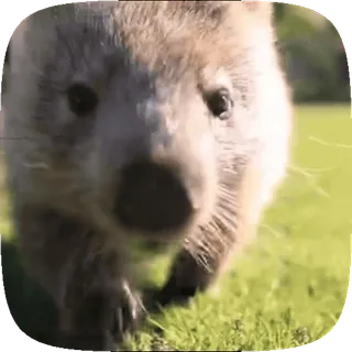 🚶‍♂️ wombat, animal, cute, marsupial, australia whatsapp sticker