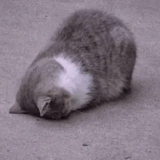 🍡 chat, animal, mignon, animal de compagnie, animal domestique, chat gris whatsapp sticker