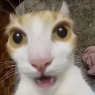 😮 mèo, động vật, thú cưng, hài hước, meme, mèo mướp vàng telegram sticker