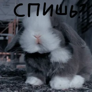 🐰 Спишь? lapin, dormir, mignon, animal whatsapp sticker