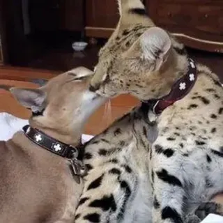 💋 Katze, Serval, Karakal, Katzenartig, Tiere, Exotische Haustiere, Zutraulich, Freundschaft whatsapp sticker