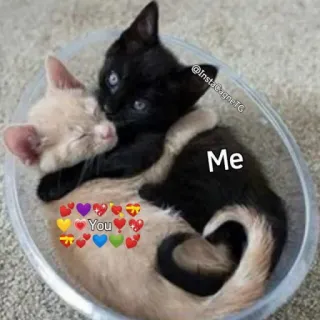 🥰 Me
You кошки, любовь, милые, животные, дружба, объятия, нежность telegram sticker