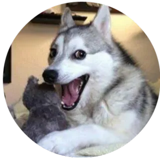 Dogs by: @iamzinho telegram stickers