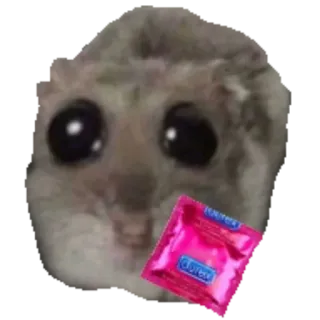😏 mouse Durex mouse, durex, condom, funny, meme, rodent telegram sticker