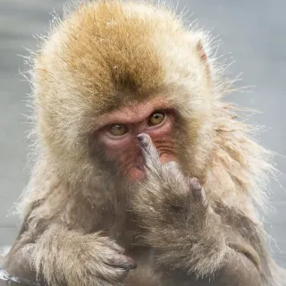 🐒 singe, doigt d'honneur, offensant, impoli, geste, primate telegram sticker