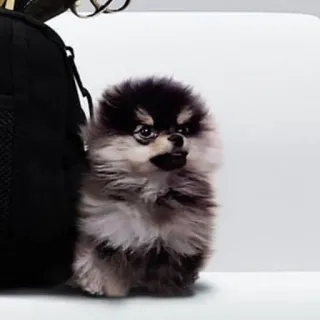 🌪 cane, pomerania, carino, animale, cucciolo telegram sticker