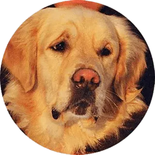 😟 cachorro, golden retriever, animal, animal de estimação, fofo, retrato telegram sticker