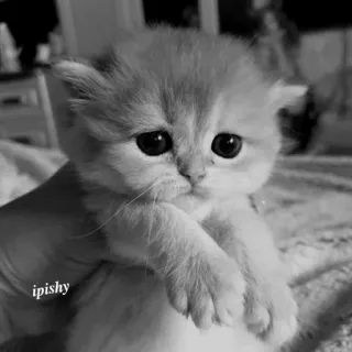 🕸 ipishy 小猫, 猫, 可爱, 动物, 宠物, 家养, 宝宝 telegram sticker