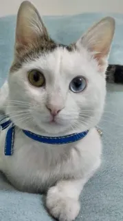 🤔 Katze, Heterochromie, Haustier, Tier, weiß, blau, Augen telegram sticker
