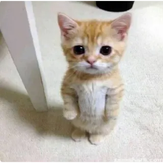 😟 gato, gatito, lindo, animal, naranja, mascota telegram sticker
