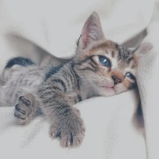🐱 kot, kociak, zwierzę, zwierzę domowe, słodki, domowy, koci, ssak telegram sticker