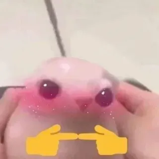 🖕 귀여운, 밈, 웃긴, 동물, 디지털 아트, 손가락, 손 whatsapp sticker