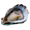 🦪