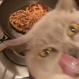 😋 고양이, 팬케이크, 음식, 애완동물, 동물, 요리 telegram sticker