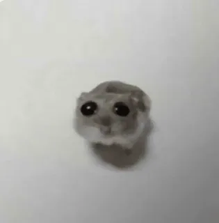 🐹 hamster, cute, animal, rodent, pet, small, eyes, adorable telegram sticker