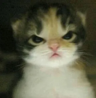 🎀 cat, kitten, angry, grumpy, cute, animal, pet whatsapp sticker