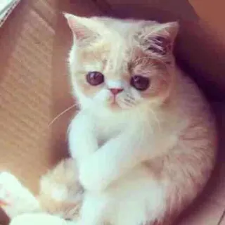 🙁 gato, fofo, animal, gatinho, animal de estimação, caixa whatsapp sticker