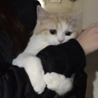 🥺 cat, kitten, cute, pet, animal, domestic cat telegram sticker