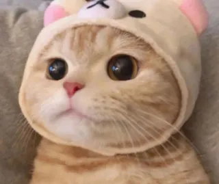 😺 gato, fofo, animal, chapéu de urso whatsapp sticker