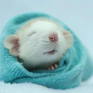 🐀 szczur, słodki, śpiący, zwierzę, zwierzak, koc telegram sticker