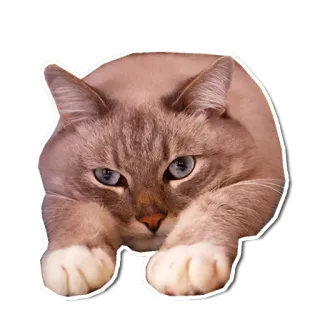 😞 cat, animal, pet, domestic, feline telegram sticker