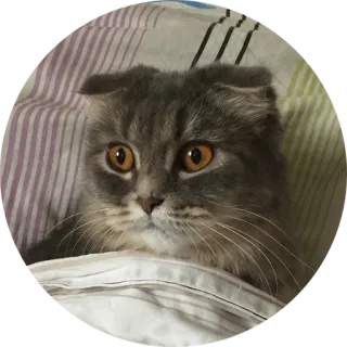 🙁 cat, pet, animal, Scottish Fold, kitten, cute, domestic animal telegram sticker