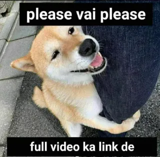 🥲 Shiba Inu please vai please full video ka link de dog, shiba inu, meme, begging, funny, cute, animal telegram sticker