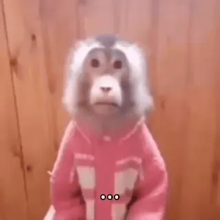 🤐 ... monkey, animal, ape, cute, funny, meme whatsapp sticker