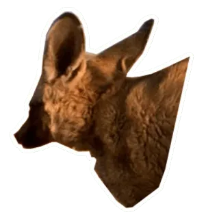 🦊 animal, dog, mammal, wildlife, african wild dog telegram sticker