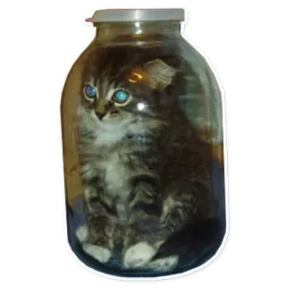 🙃 chat, chaton, bocal, animal, animal de compagnie, drôle, mignon telegram sticker