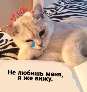 😿 SAD Не любишь меня, я же вижу. telegram sticker