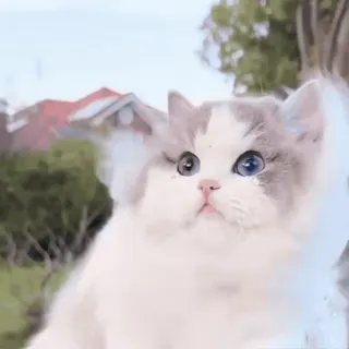 πΊ Katze, KΓ€tzchen, sΓΌΓ, Haustier, Tier, flauschig, Ragdoll whatsapp sticker