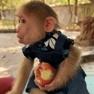 🍎 macaco, animal, primata, fofo, comendo, fruta, macaco bebê telegram sticker