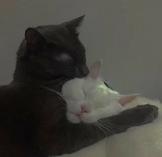 🌙 Katzen, Tiere, Haustiere, Haustiere, liebevoll, süß telegram sticker