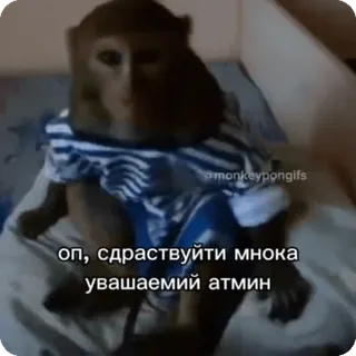🌟 оп, здраствуйте мнока
уважаемый атмин khỉ, động vật, quần áo, lời chào telegram sticker